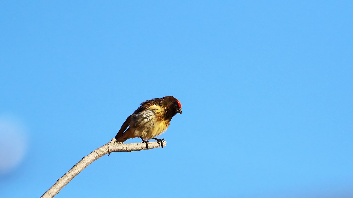 Fire-fronted Serin